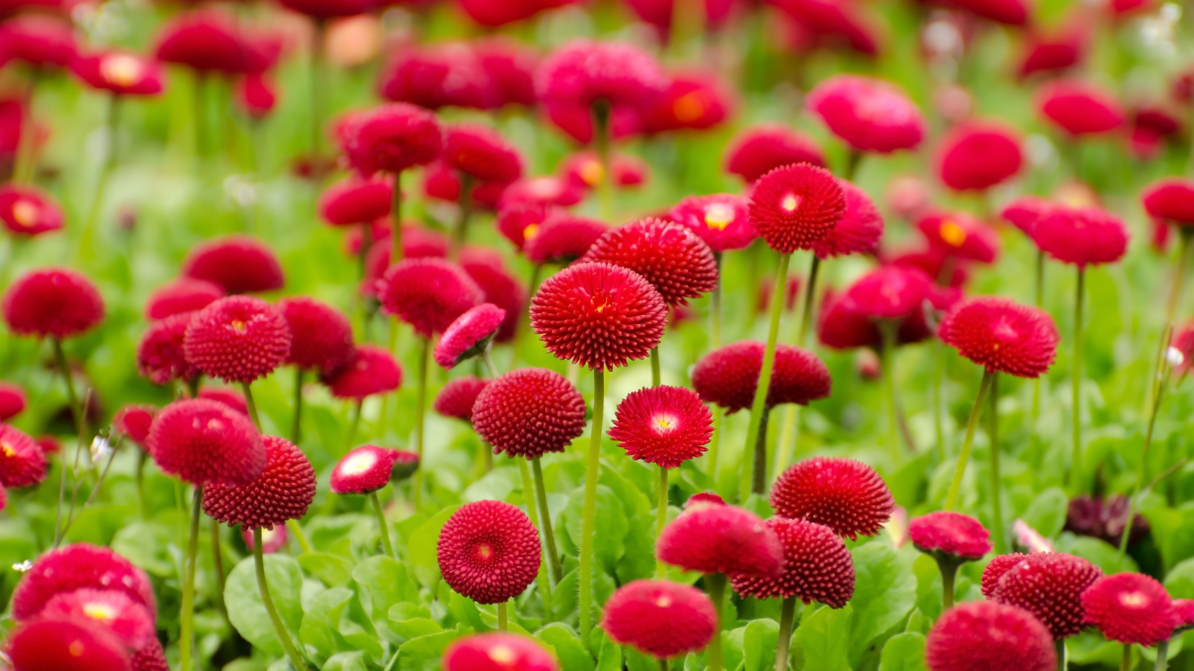 Beautiful Small Red Flowers Field Wallpaper