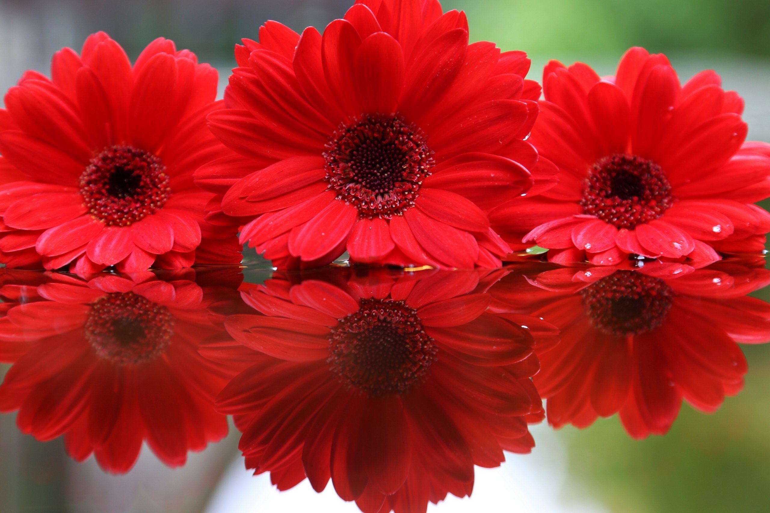 gerberas, Red, Flowers Wallpaper HD / Desktop and Mobile Background