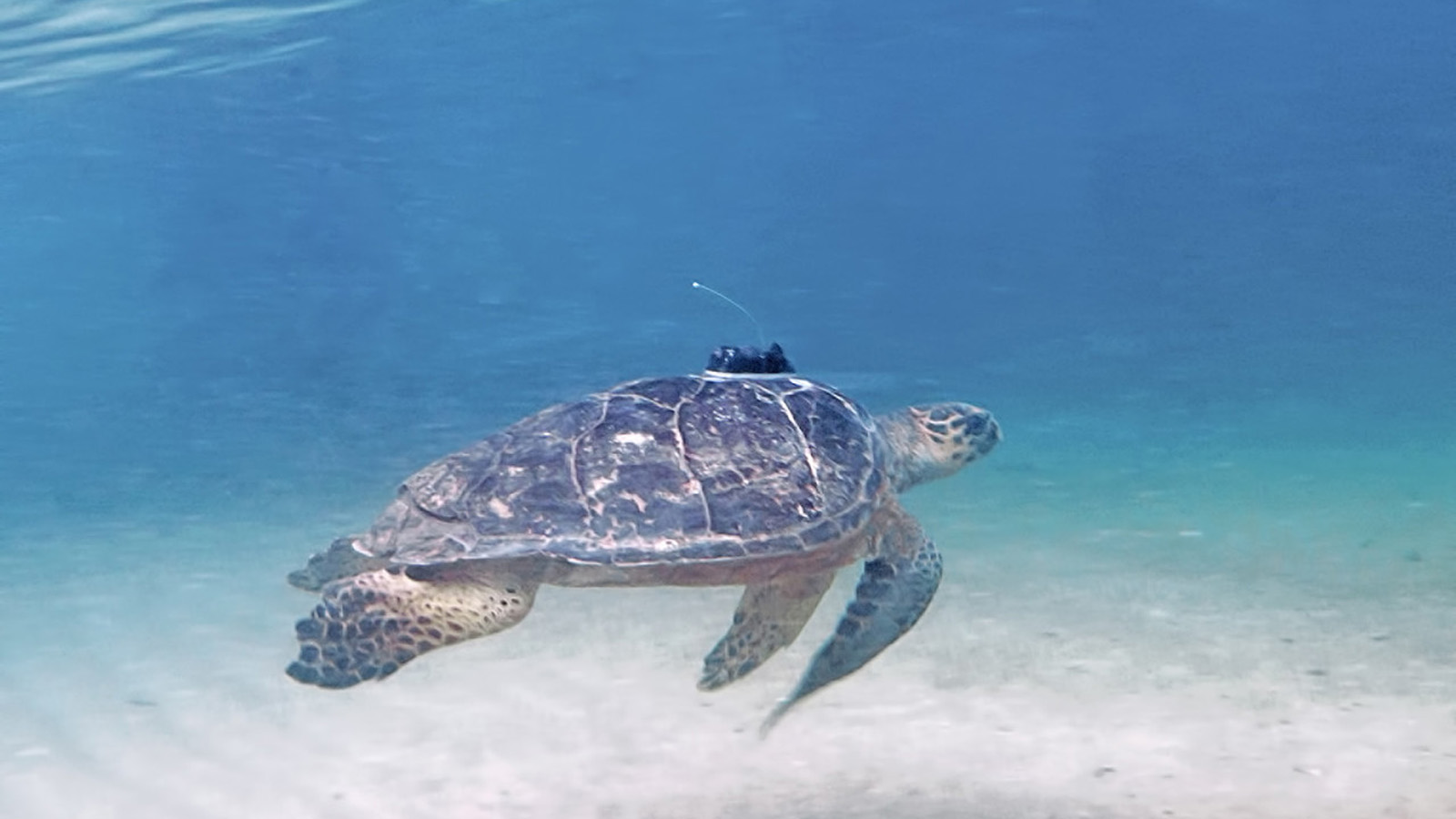 Four Seasons Resort Nevis Invites Travellers to Spend the Summer on the Shores of Pinney's Beach with New Sea Turtle Summer Camp Package