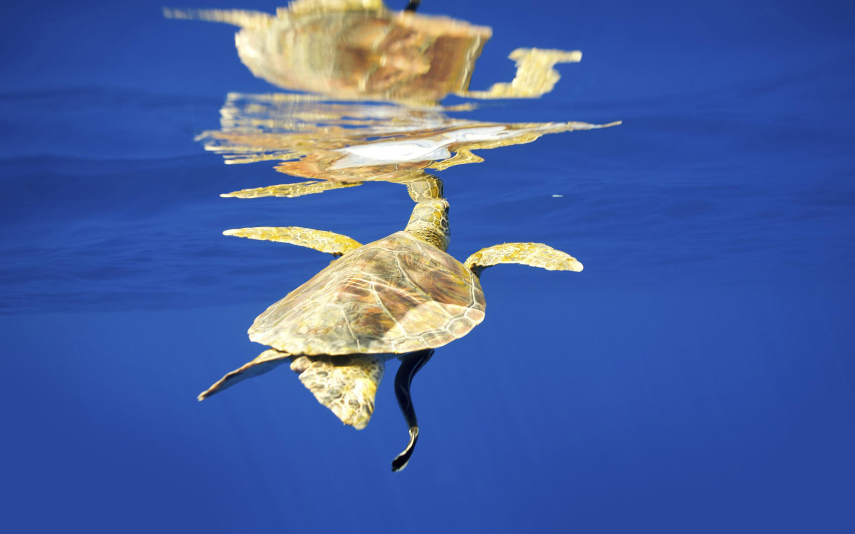 Free download Related Picture summer sea turtle animal vector stock art [1680x1050] for your Desktop, Mobile & Tablet. Explore Animated Sea Turtle Wallpaper iPhone. Sea Turtle Wallpaper for Computer