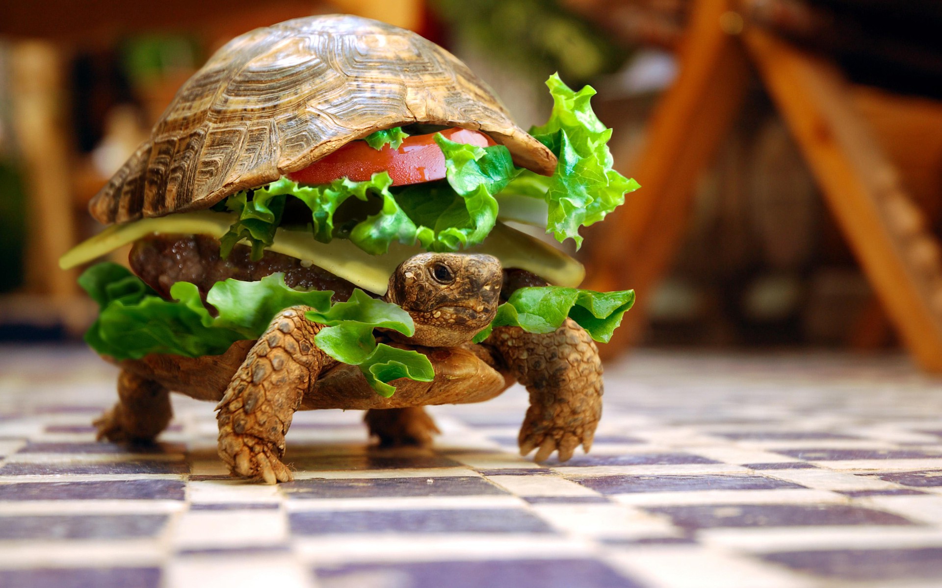 turtle, Sandwiches, Hamburgers, Photo Manipulation, Animals, Depth Of Field, Lettuce, Burger, Summer, Checkered Wallpaper HD / Desktop and Mobile Background