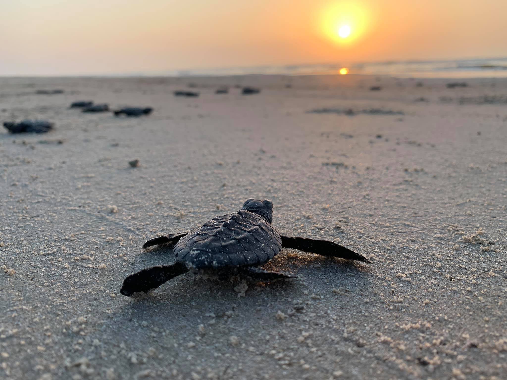 How to See a Sea Turtle Hatchling Release Island National Seashore (U.S. National Park Service)