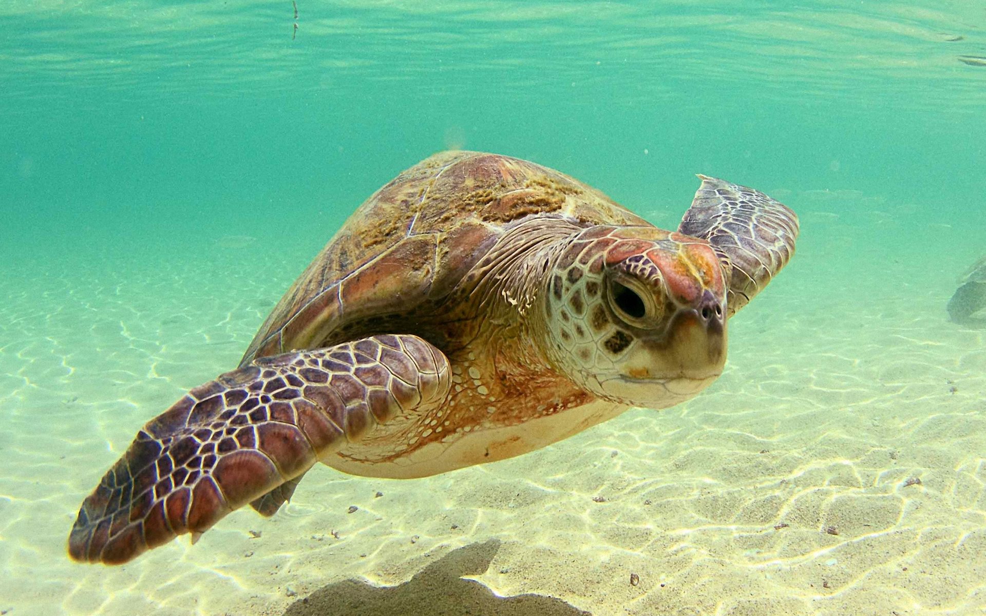 Animated Sea Turtle Wallpaper iPhone