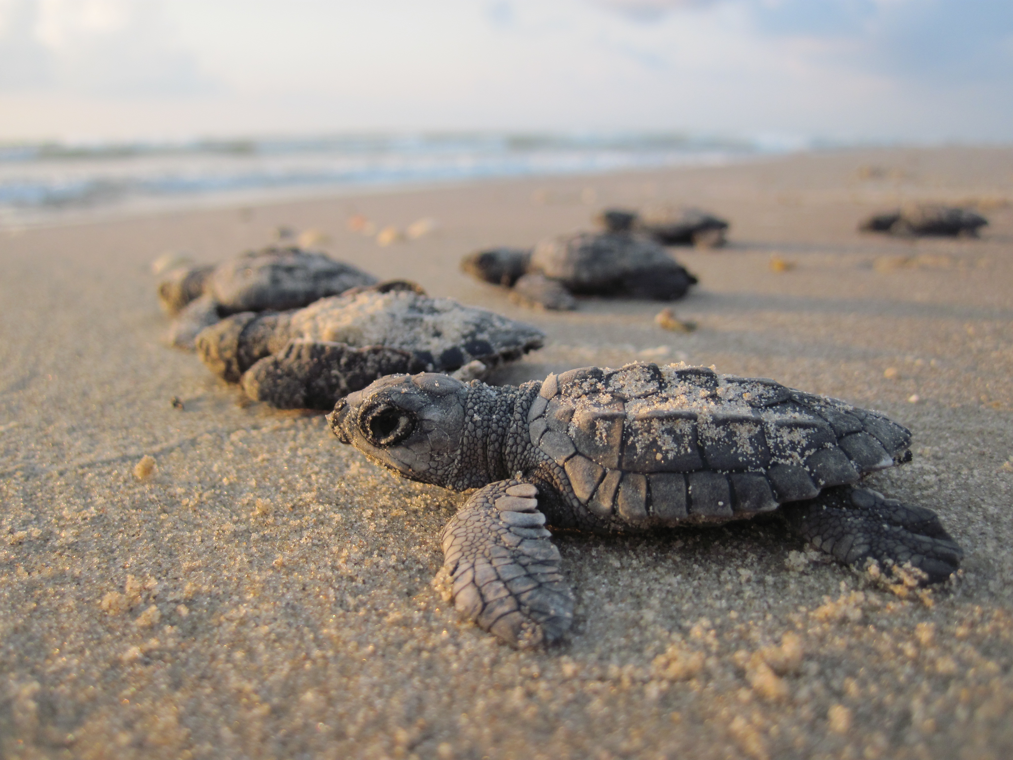 How to See a Sea Turtle Hatchling Release Island National Seashore (U.S. National Park Service)