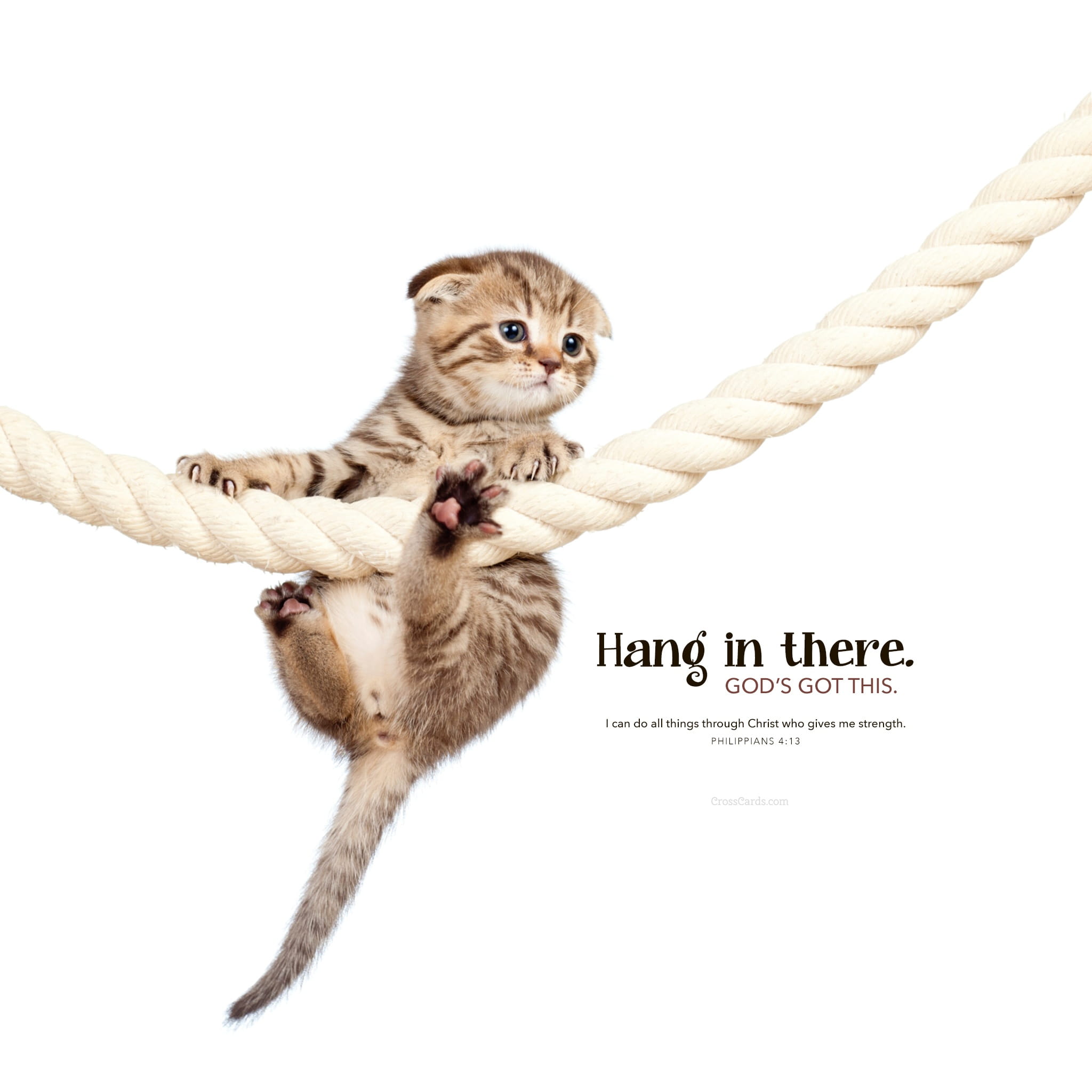 hang in there cat wallpaper