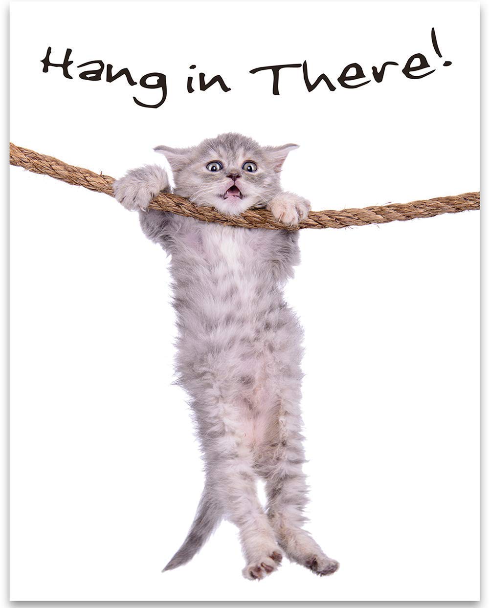 Image of cat hanging in there