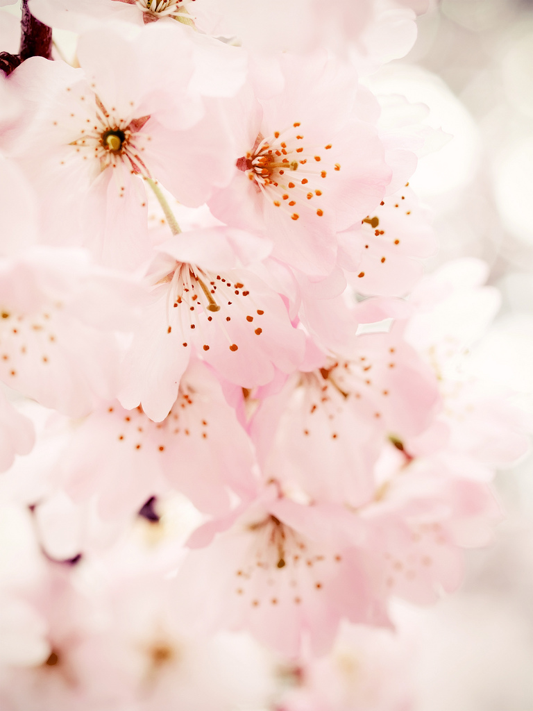 Cherry Blossom iPad Wallpaper