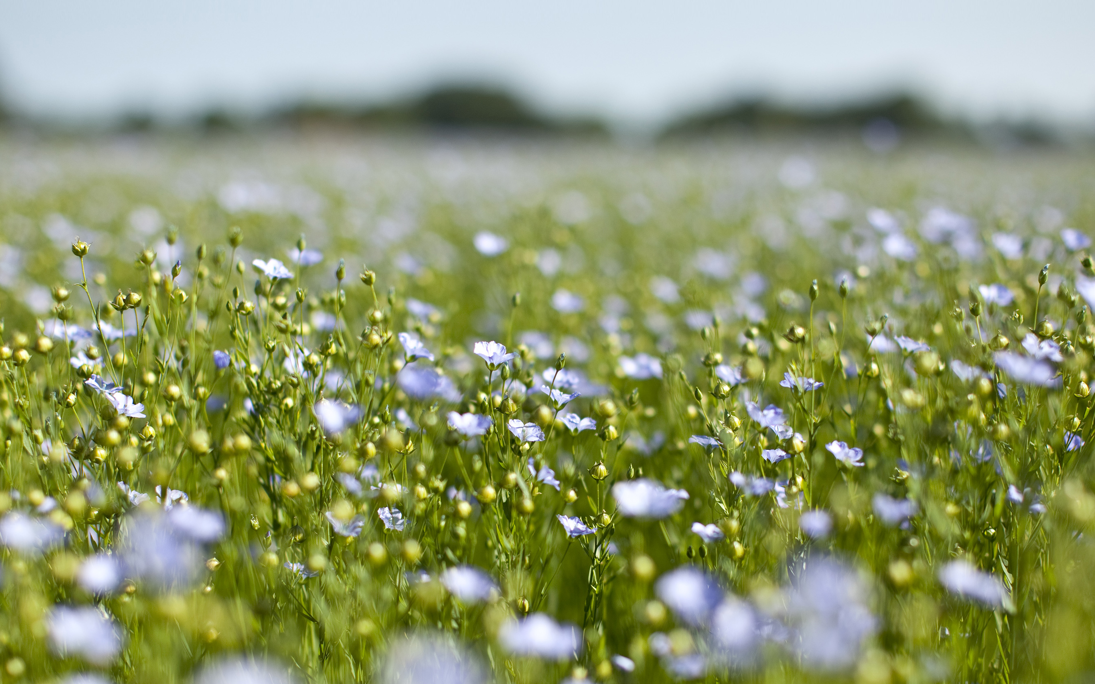 wallpaper for desktop, laptop. field green cosmos flower spring nature