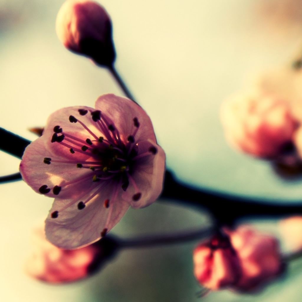Cherry Blossom In Spring iPad Wallpaper Free Download