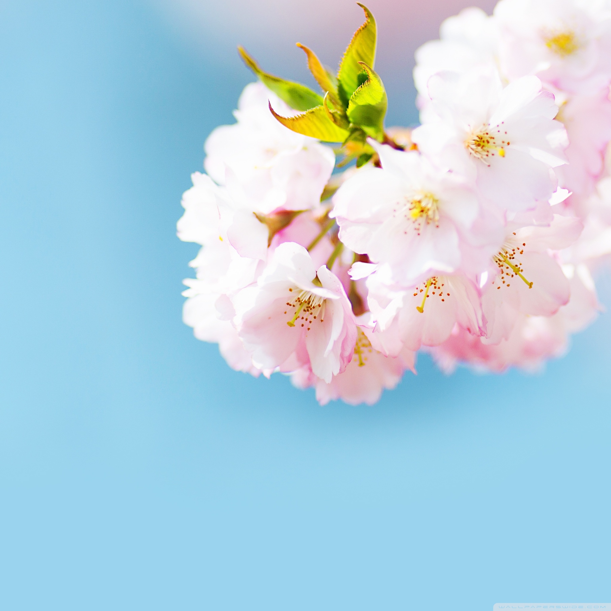 Cute Cherry Blossom Ultra HD Desktop Background Wallpaper for 4K UHD TV, Widescreen & UltraWide Desktop & Laptop, Multi Display, Dual Monitor, Tablet