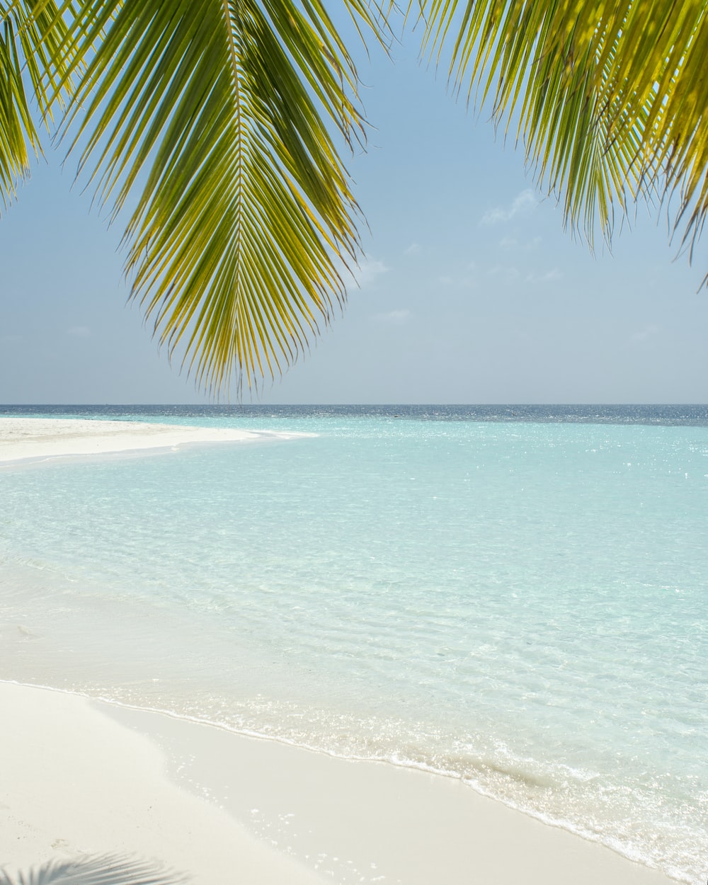 Tropical Beach Picture. Download Free Image
