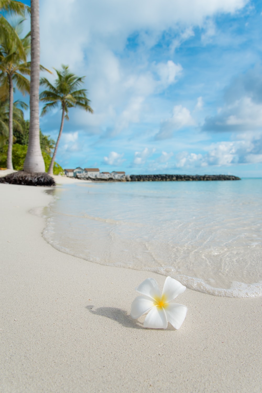 Tropical Beach Picture. Download Free Image