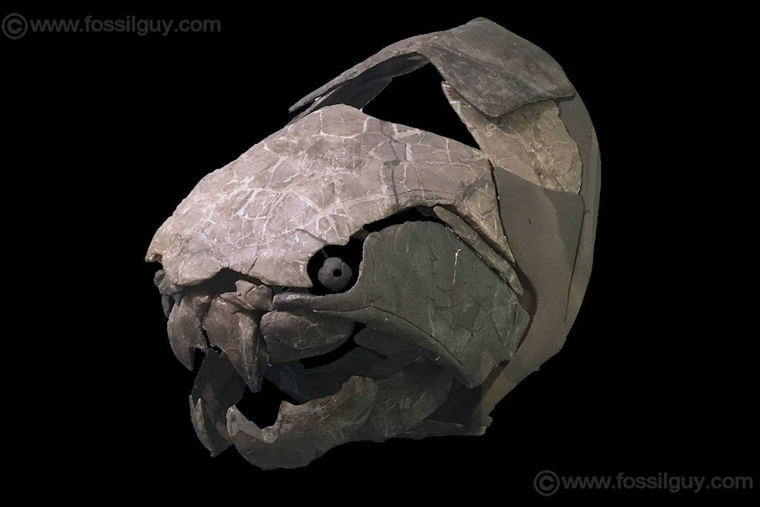 Dunkleosteus Guide To The Giant Armored Placoderm: Fossilguy.com