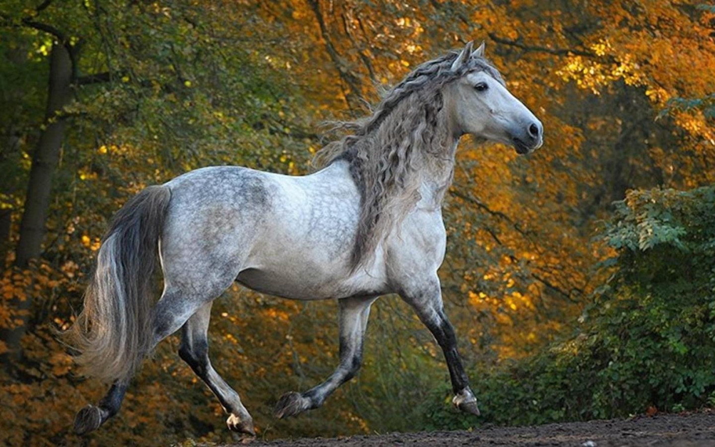 Dapple Gray Horse Wallpaper Free Dapple Gray Horse Background