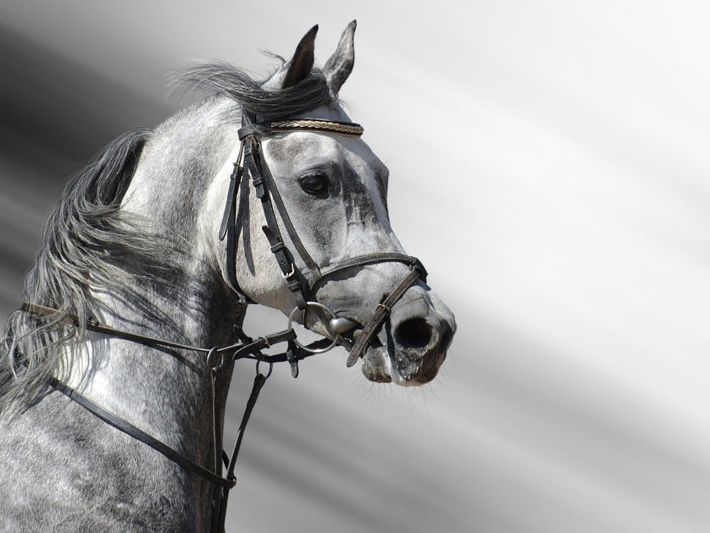 Dapple Grey Horse Arab. Image: Horse Wallpaper