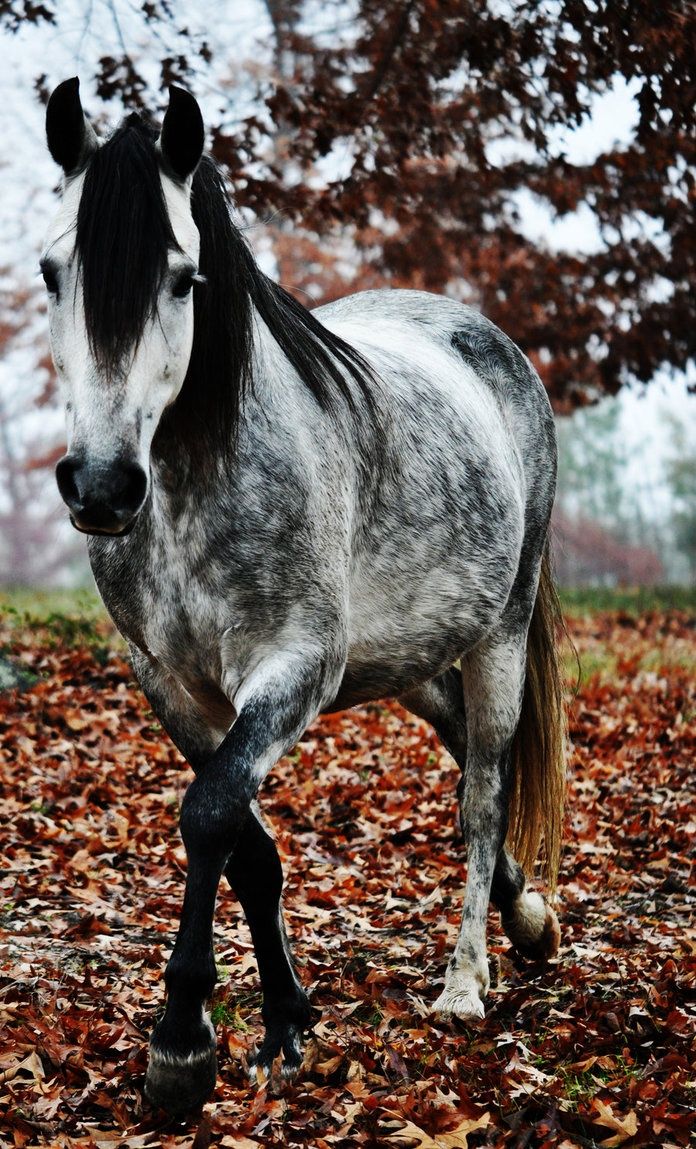 Grey dapple horses!!! ideas. horses, beautiful horses, pretty horses