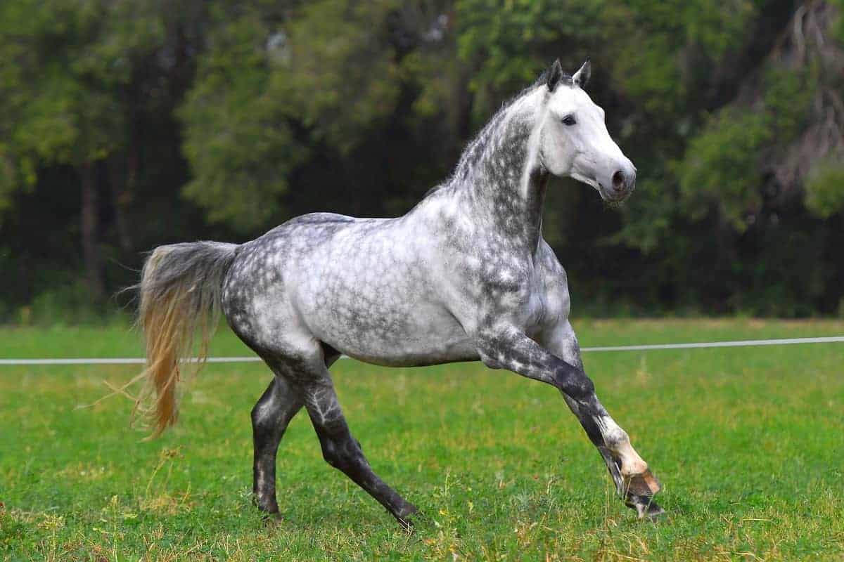 Dapple Grey Horse: Info, Picture, Characteristics, and FAQs