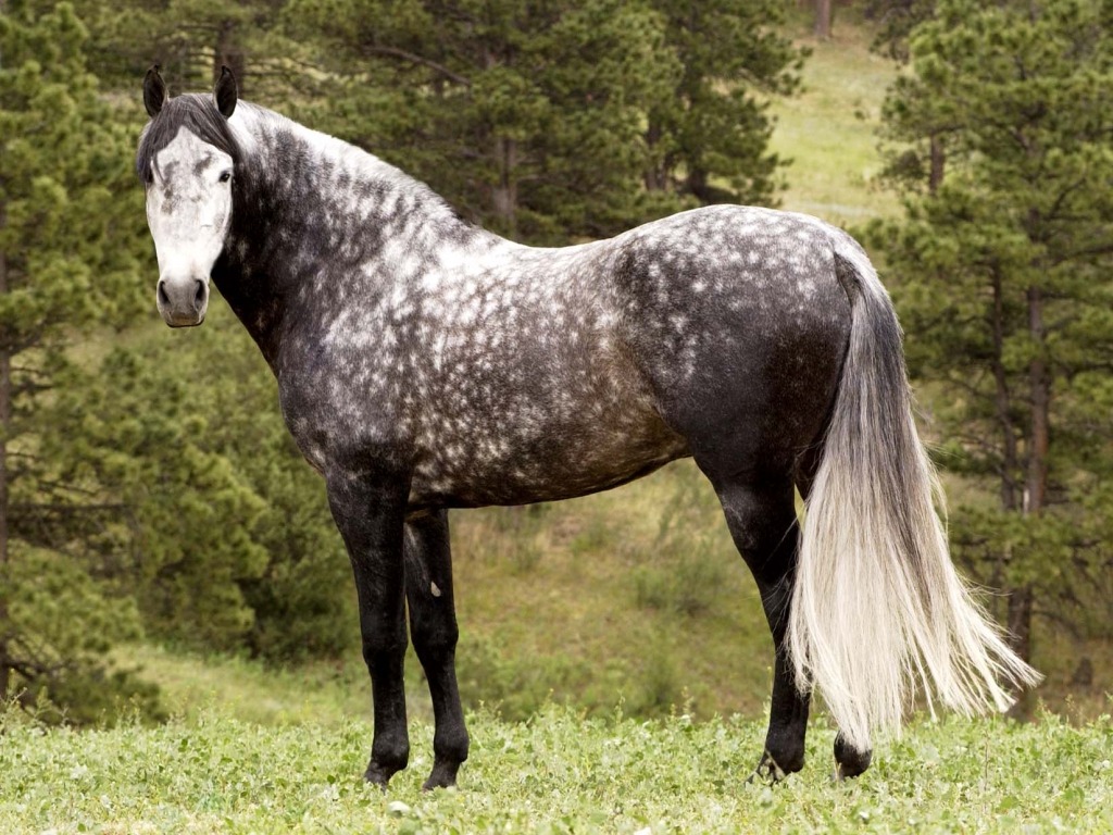 Awesome Possum Equines