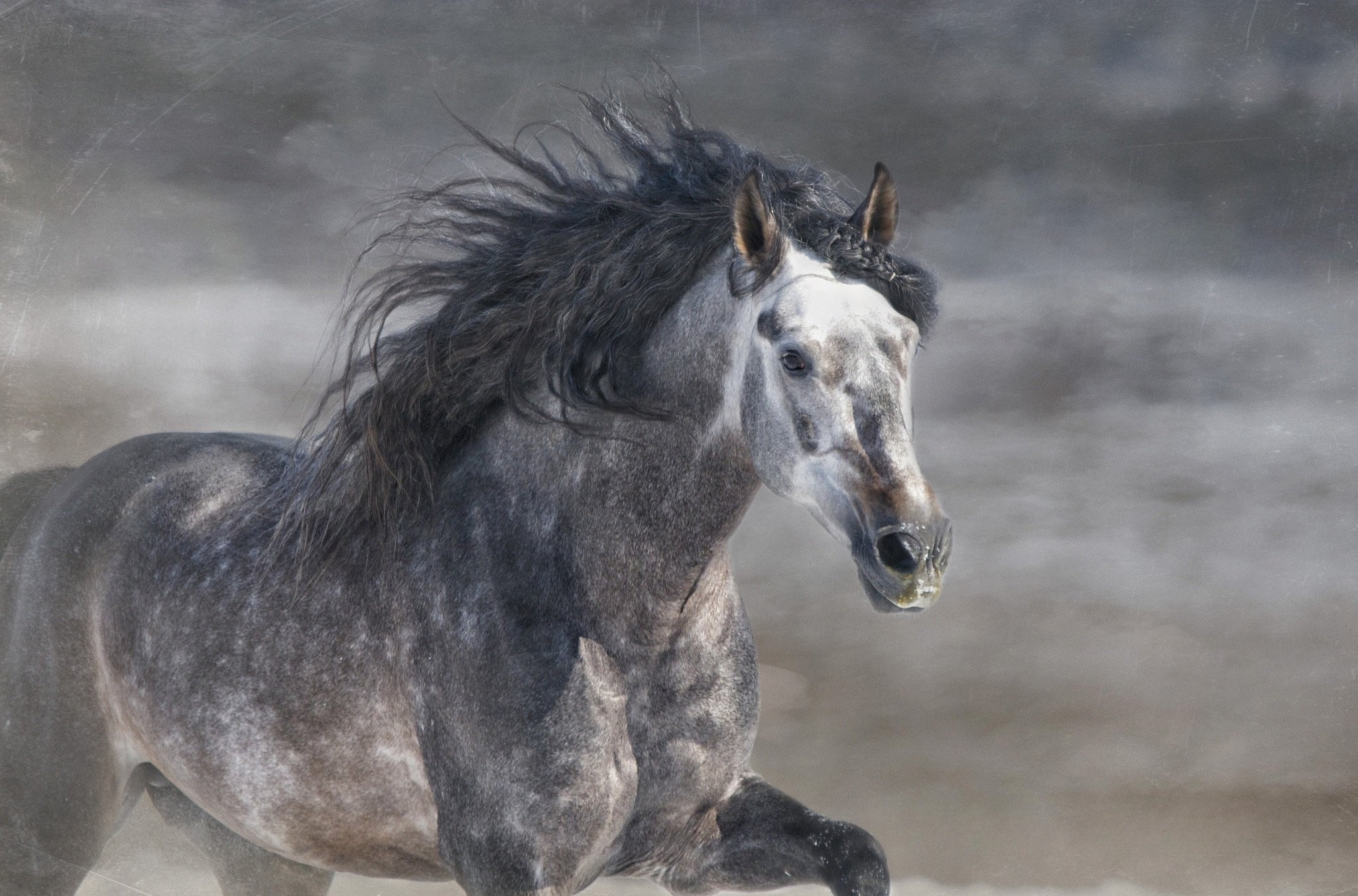 Horse stallion GRIVA gallop Gray horse running wallpaperx1352