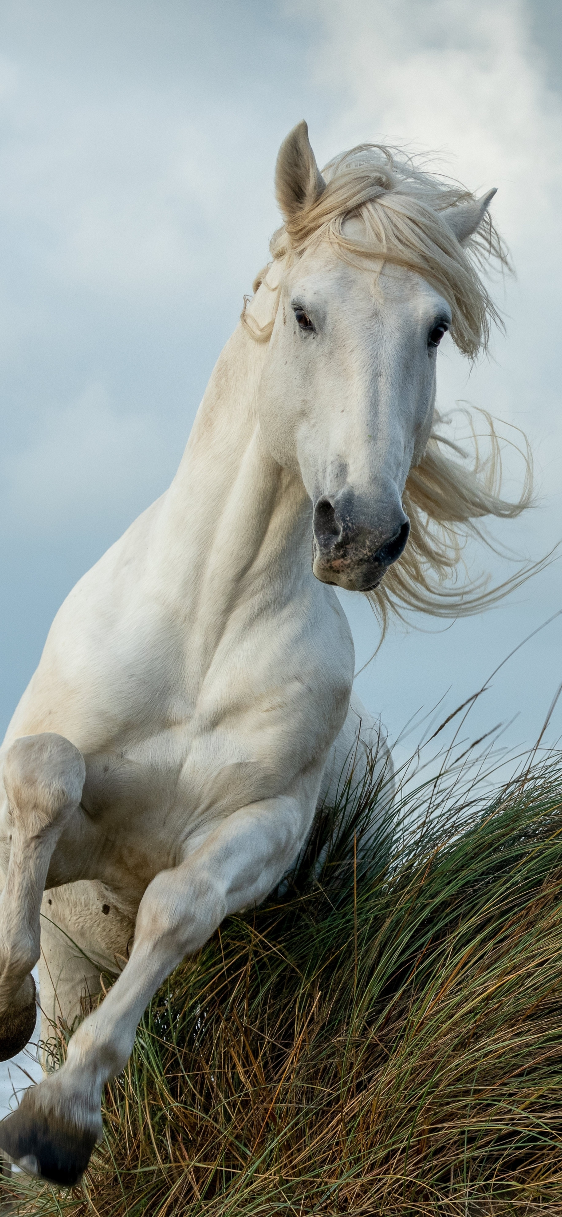 Download white horse, run, animal 1125x2436 wallpaper, iphone x, 1125x2436 HD image, background, 26277