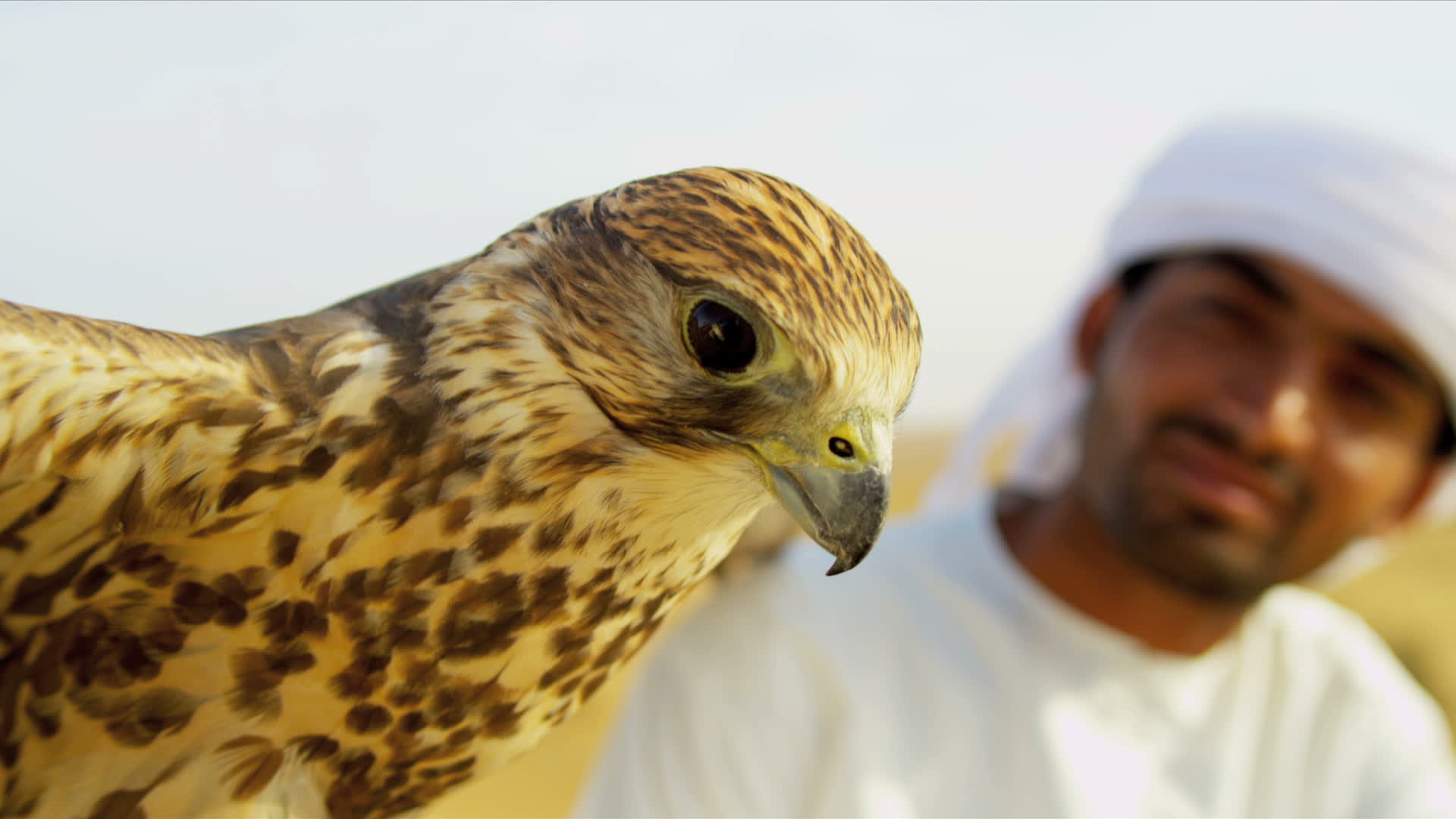 Bird of Prey with Male Middle Eastern Owner