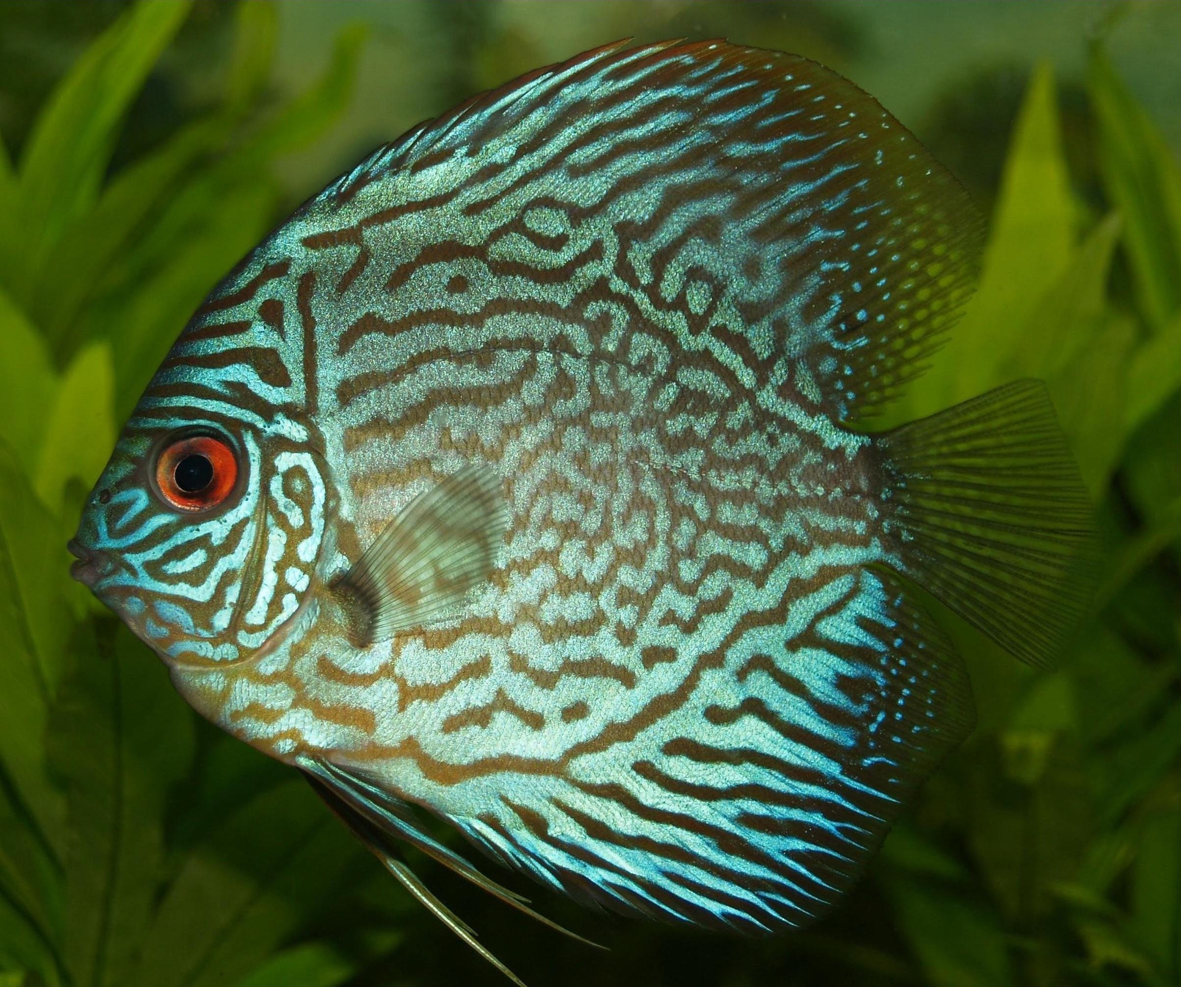 Best Cichlid Photo · 100% Free Downloads