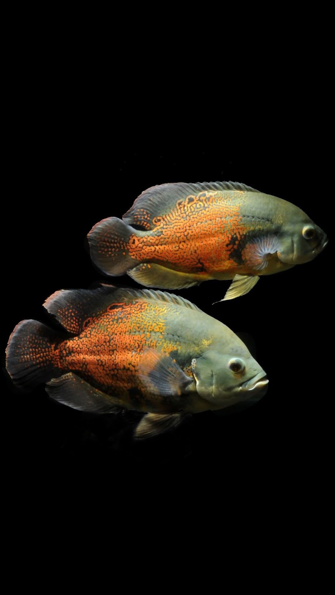 Oscar Balıkları. Oscar fish, Ancient fish, Tropical freshwater fish