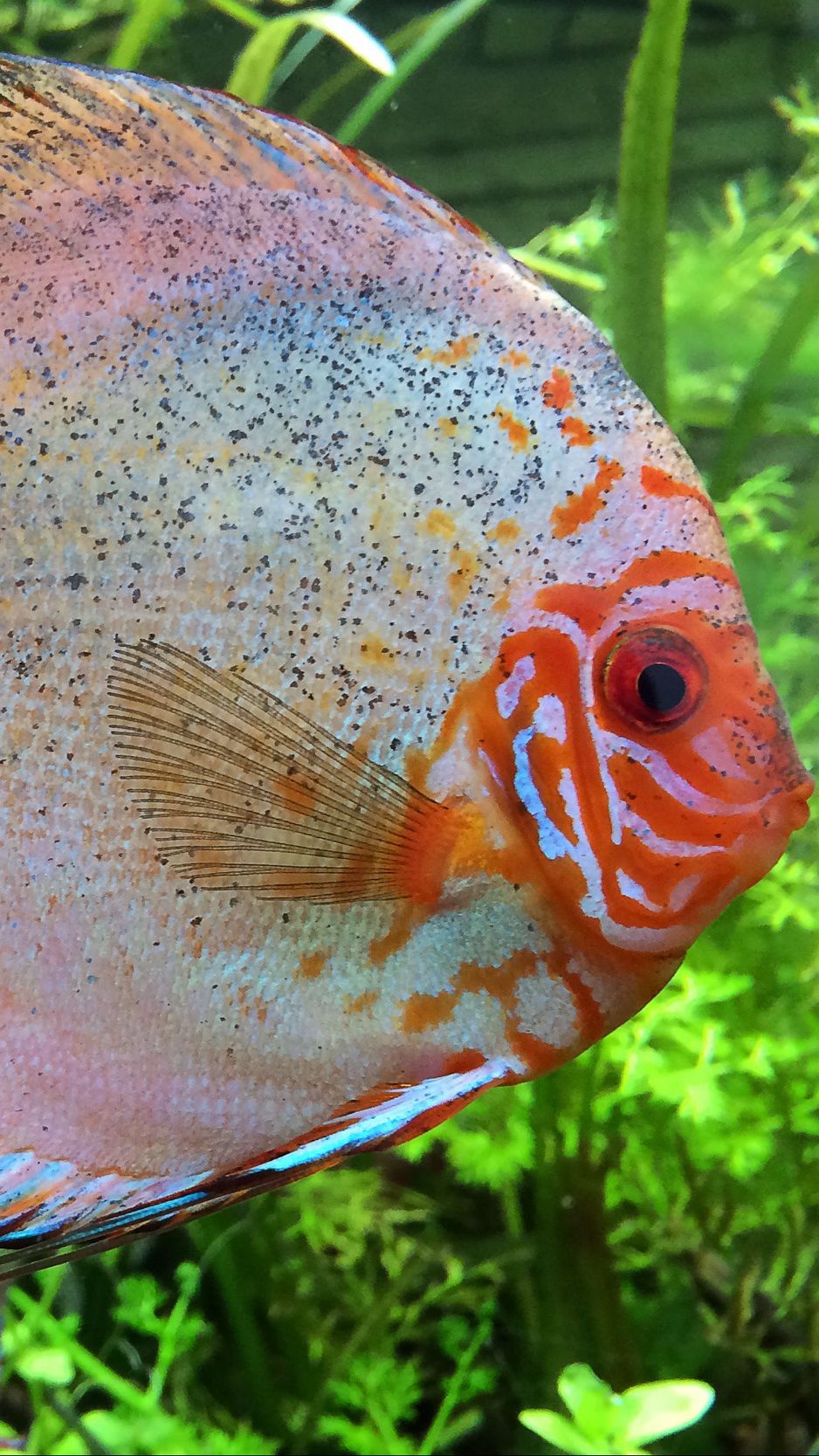 Download Wallpaper 938x1668 Cichlid, Fish, Aquarium Iphone 8 7 6s 6 For Parallax HD Background