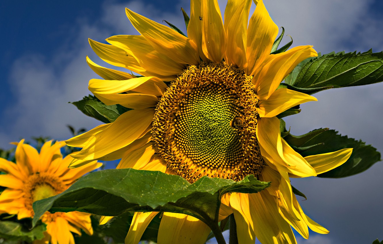 Wallpaper Summer, The Sky, Leaves, Sunflowers, Flowers, Close Up, Yellow, Sunflower Image For Desktop, Section цветы