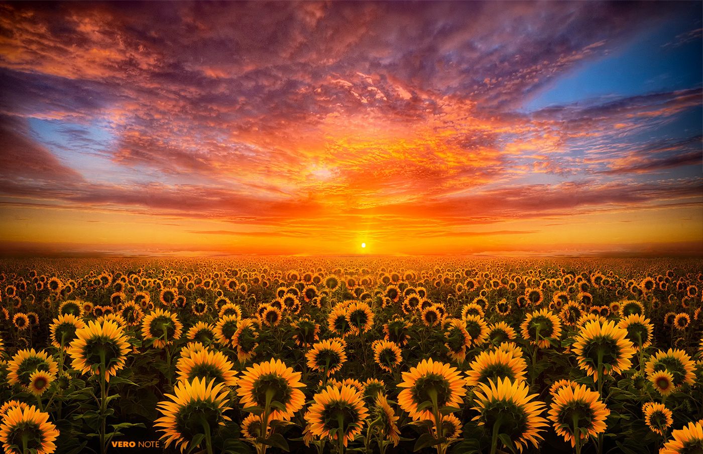 Sun Flowers Light. Flower desktop wallpaper, Sunflower wallpaper, Beautiful landscape wallpaper