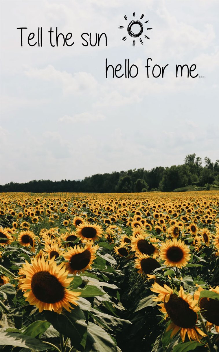 Dear Sunflowers! Tell the sun.hello for me Wallpaper