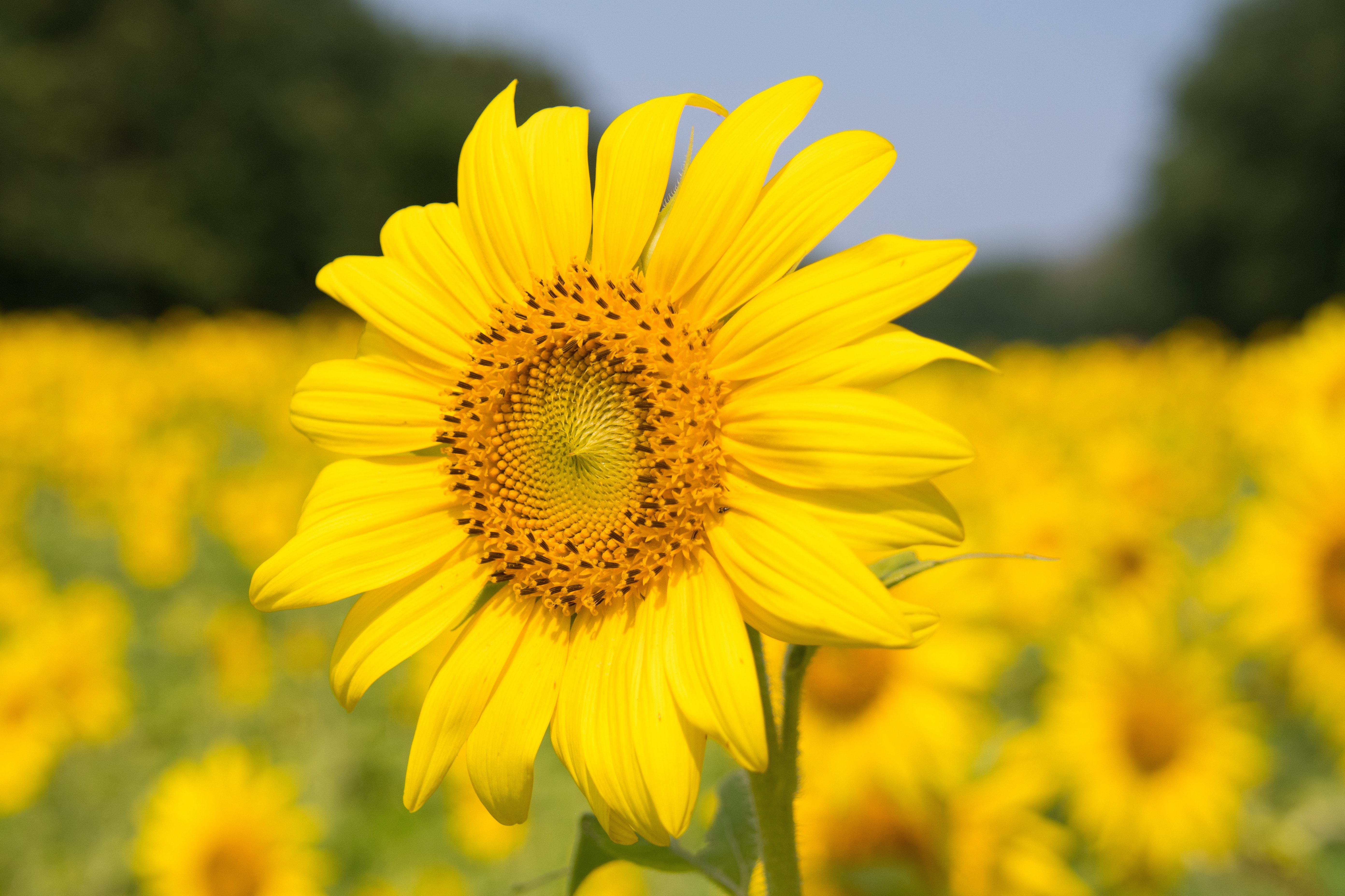 Best Sunflower Photo · 100% Free Downloads