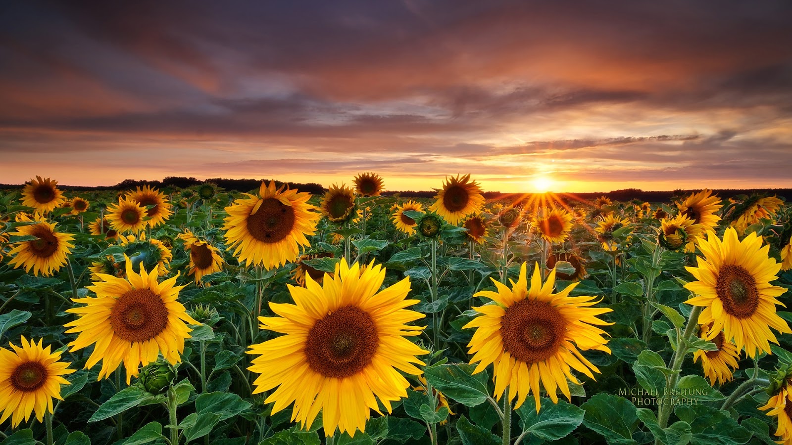 Sunflower Wallpaper Desktop. Nice Pics Gallery