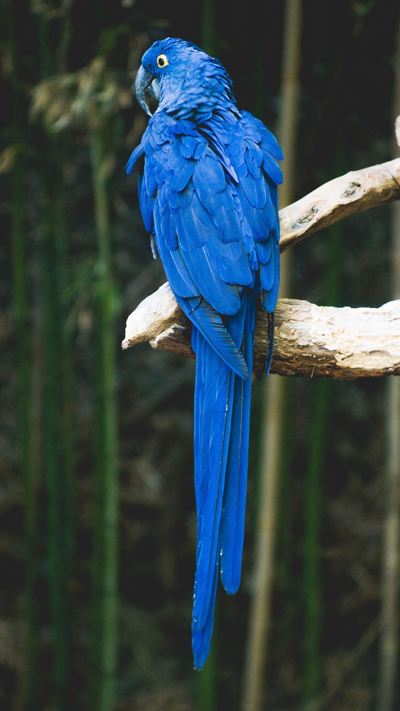 Download wallpaper 1350x2400 parrot, blue, bird, branch iphone 8+/7+/6s+/for parallax HD background