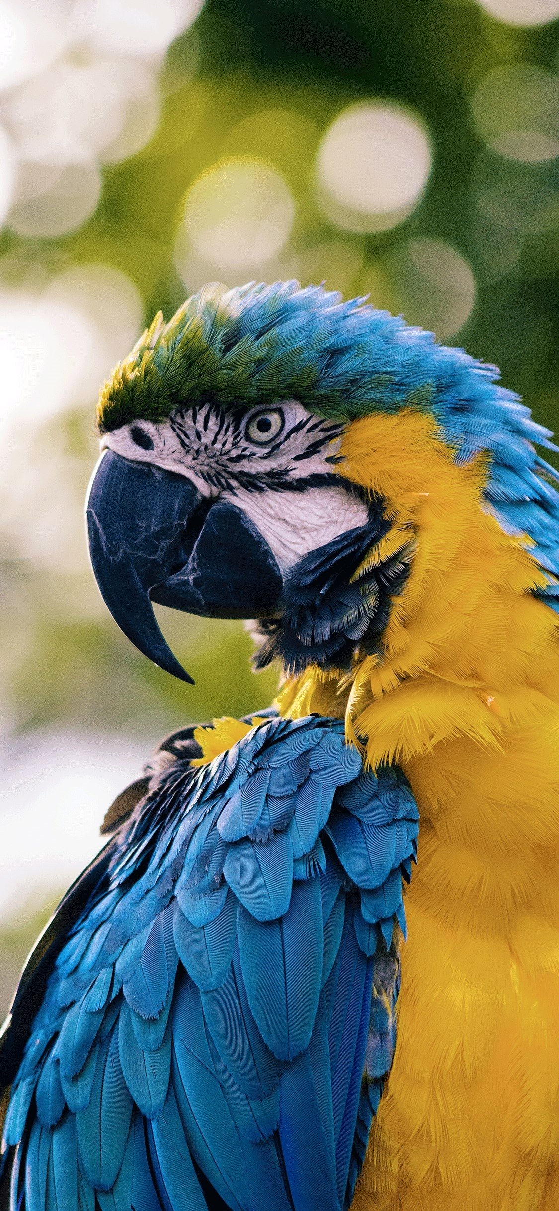 5000 Free Parrot  Bird Images  Pixabay