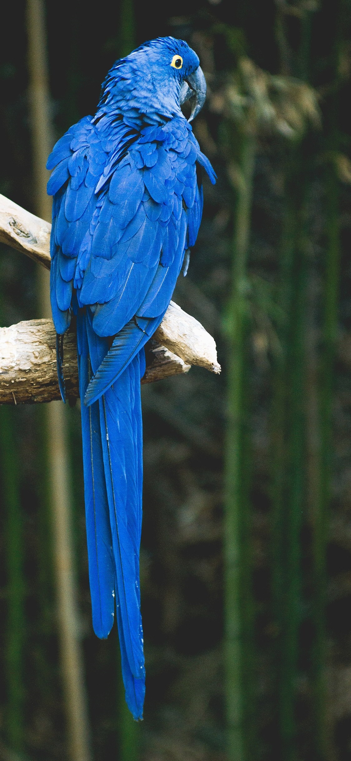 Parrot Wallpaper art: Free HD Download