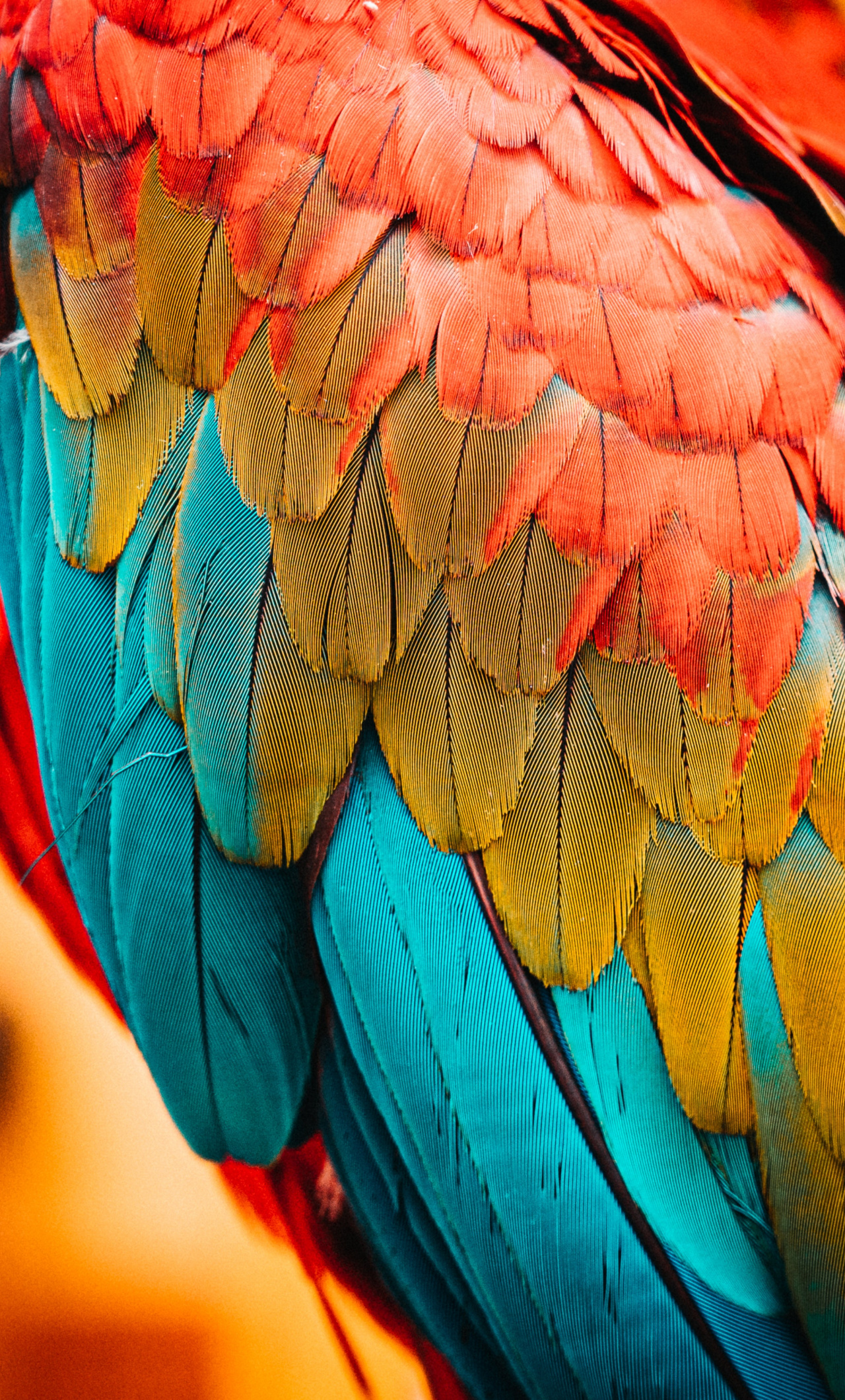 Parrot iPhone Wallpapers Wallpaper Cave