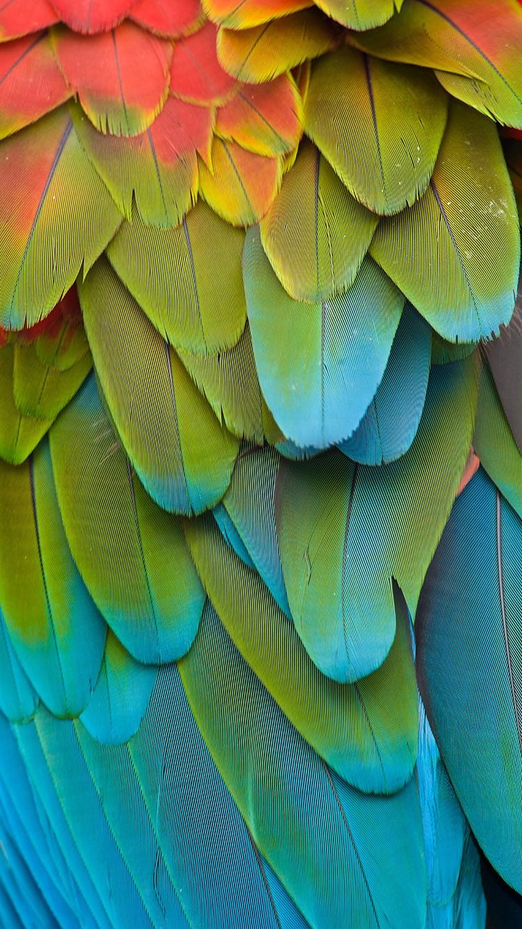 Parrot Feather Wallpaper
