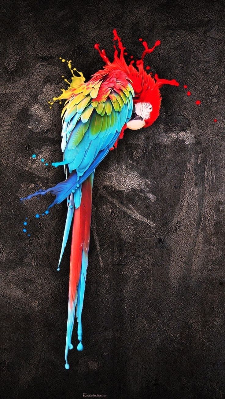 Обои iPhone wallpaper. Bird art, Parrots art, Parrot painting