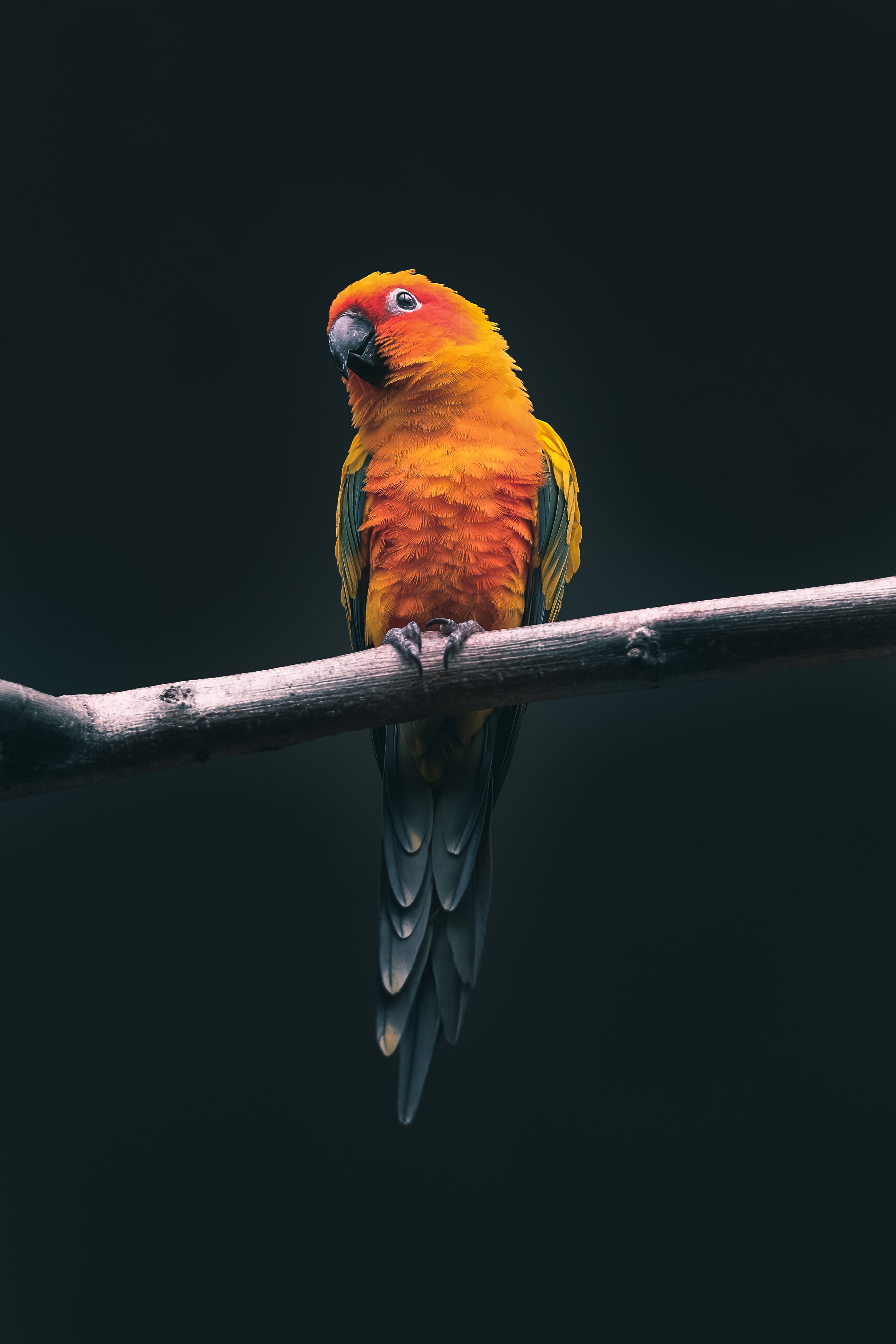 Parrot Black Background iPhone Wallpaper & Background Download