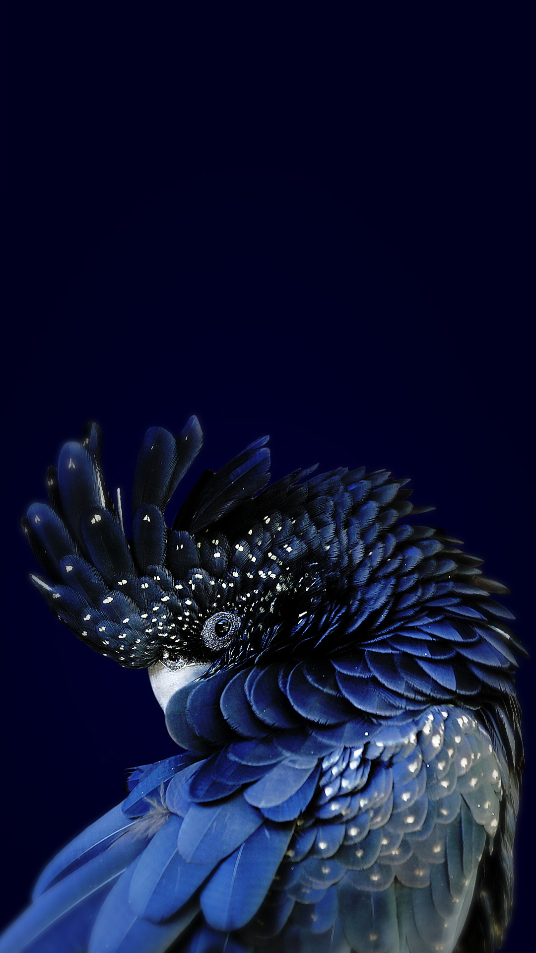 Parrot Wallpaper (72+ pictures)