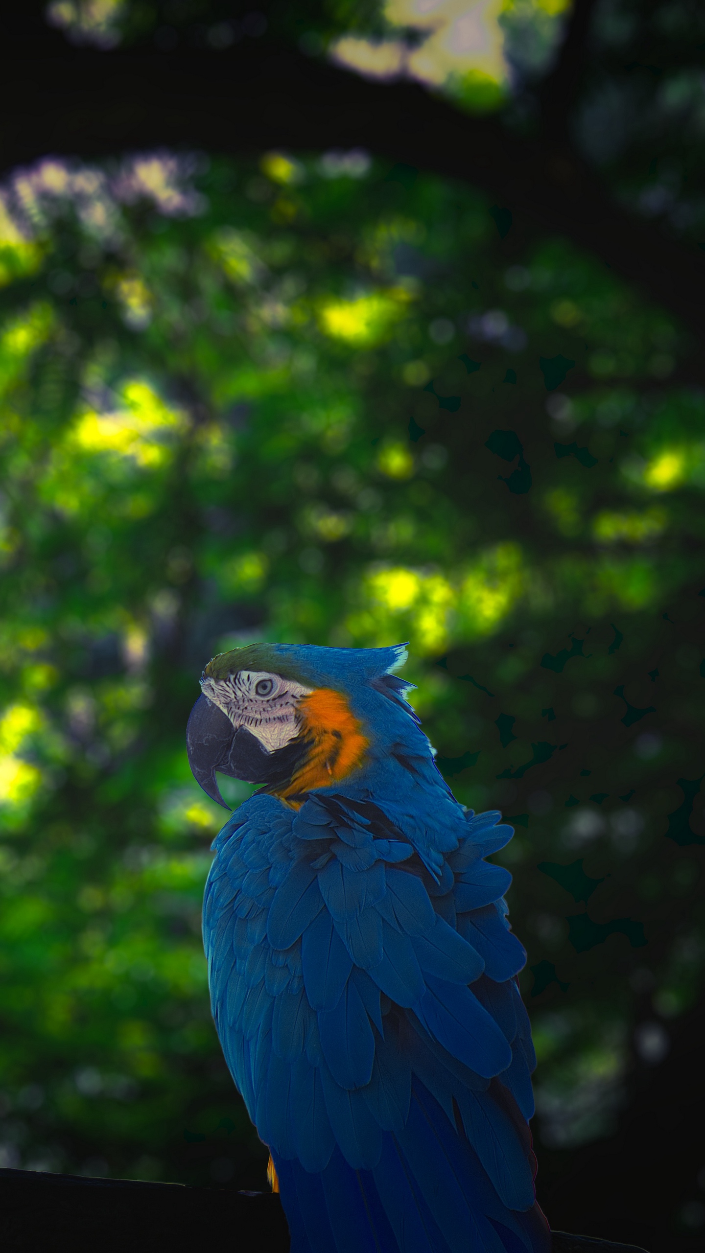 Wallpaper Macaw, Parrot, Bird, Jungle Parrot Blue iPhone X
