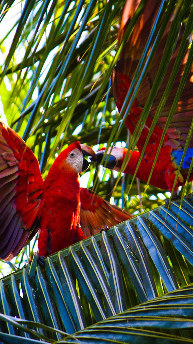bird wallpaper, bird, nature, parrot, macaw, beak, lorikeet, adaptation, tree, wildlife, plant