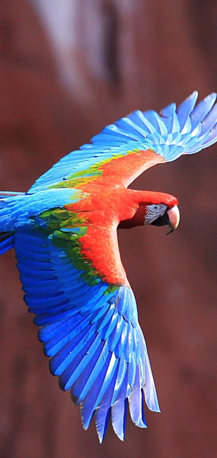 Parrot iPhone Wallpapers Wallpaper Cave
