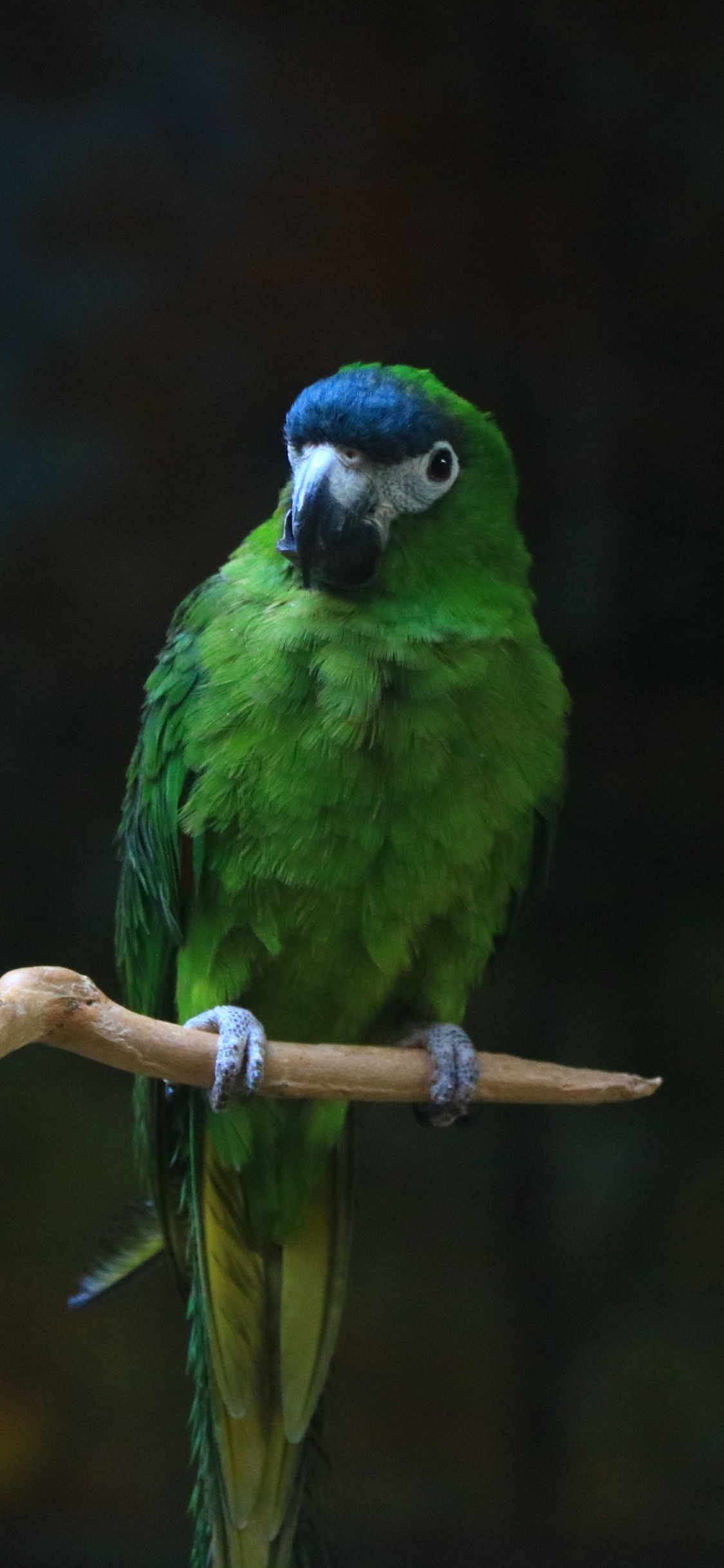 Download green parrot, birds, blur 1125x2436 wallpaper, iphone x, 1125x2436 HD image, background, 6260