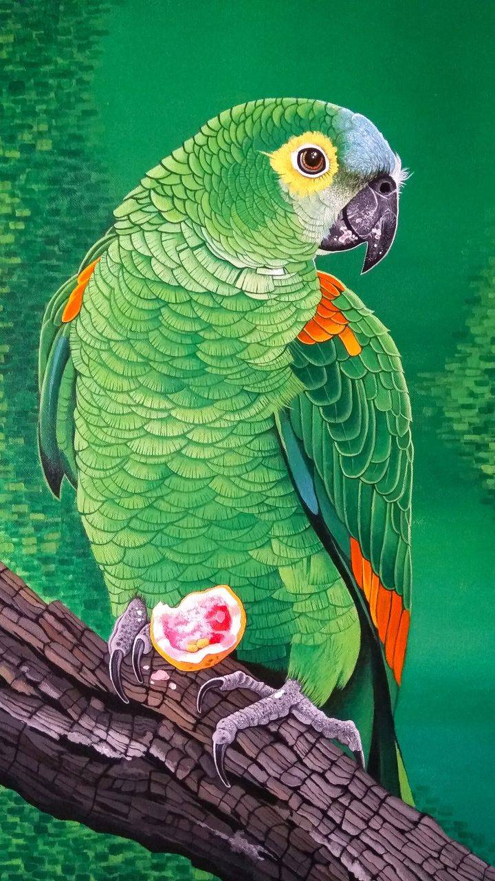 Parrot iPhone Wallpapers Wallpaper Cave
