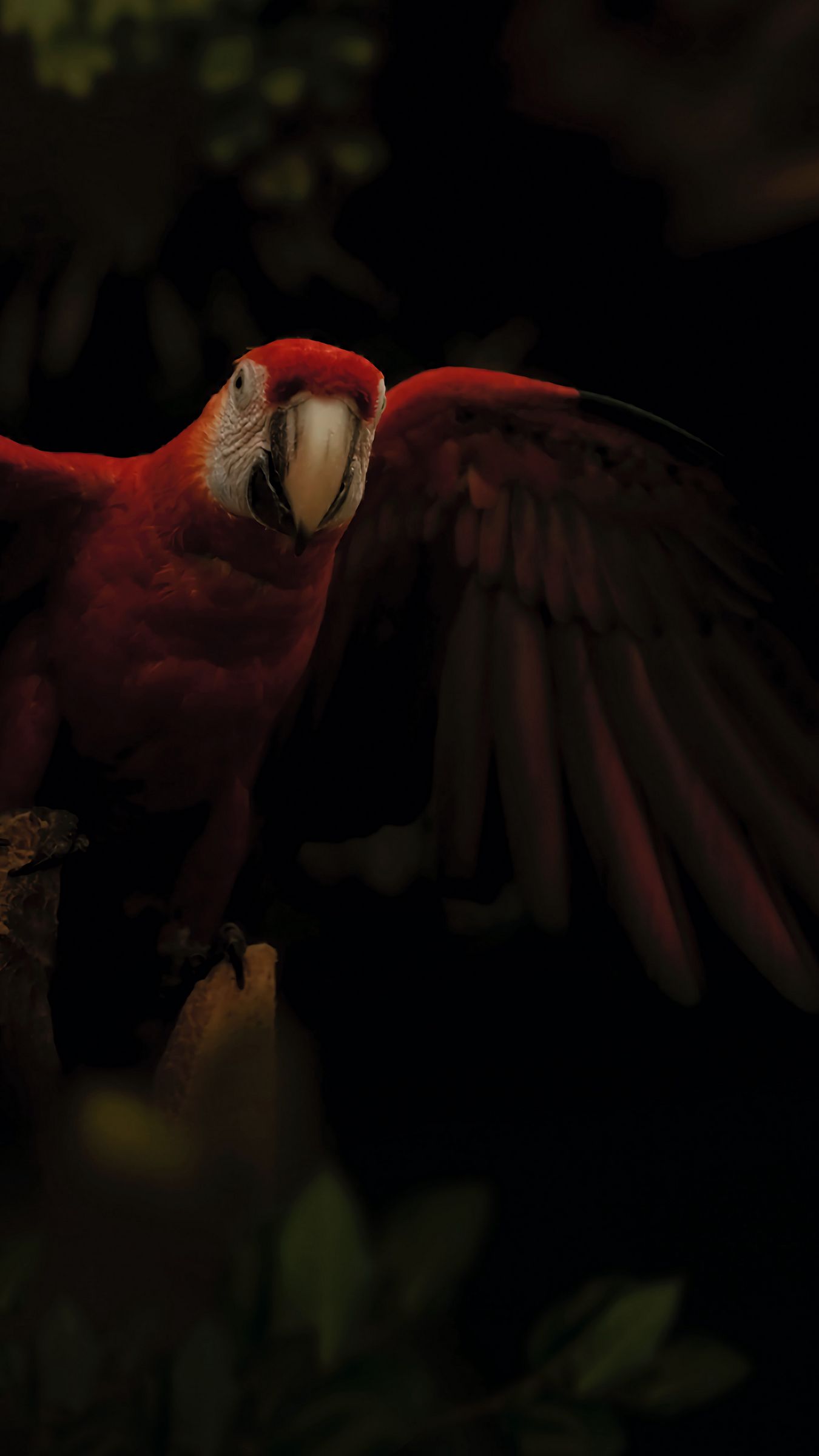 Download wallpaper 1350x2400 macaw, parrot, bird, colorful, dark iphone 8+/7+/6s+/for parallax HD background