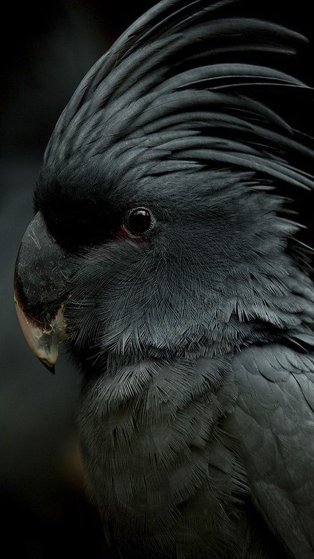 Parrot Wallpaper For iPhone X, 8, 7, Macaw Parrot