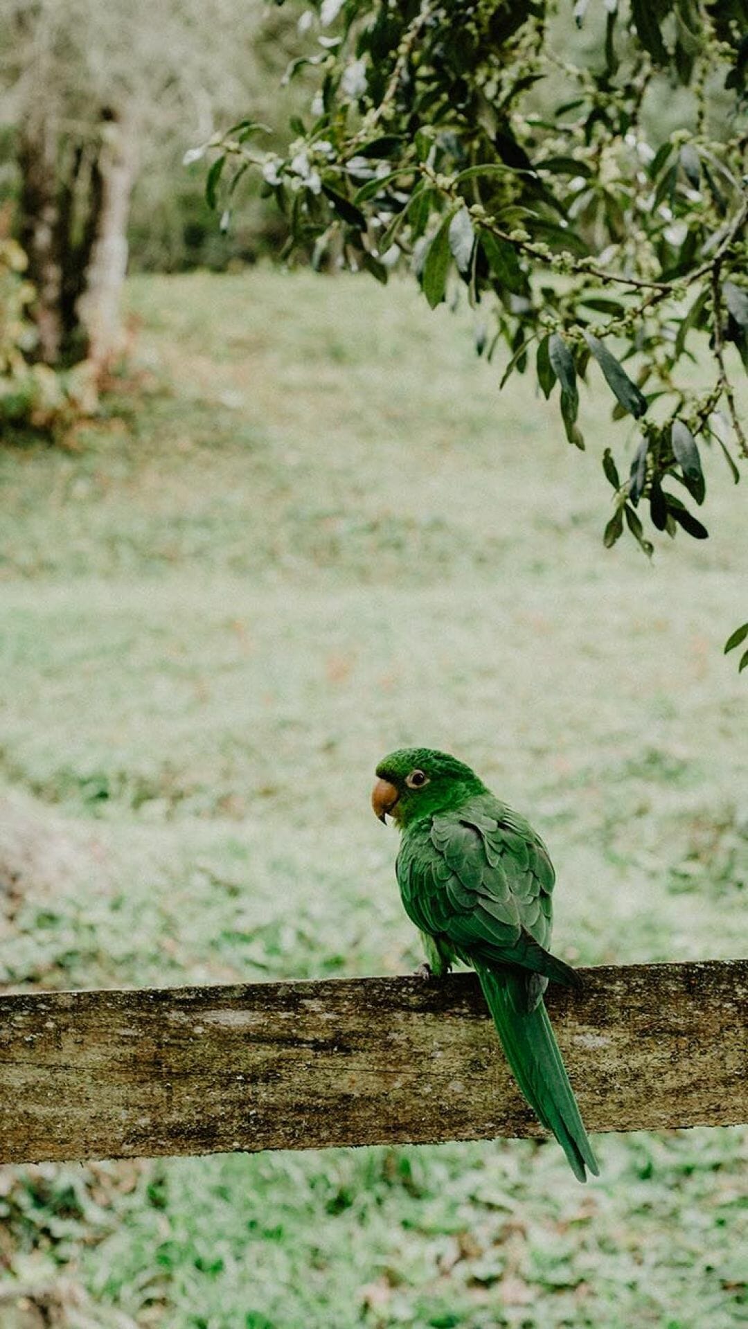 Birds iPhone Wallpaper Collection By Preppy Wallpaper