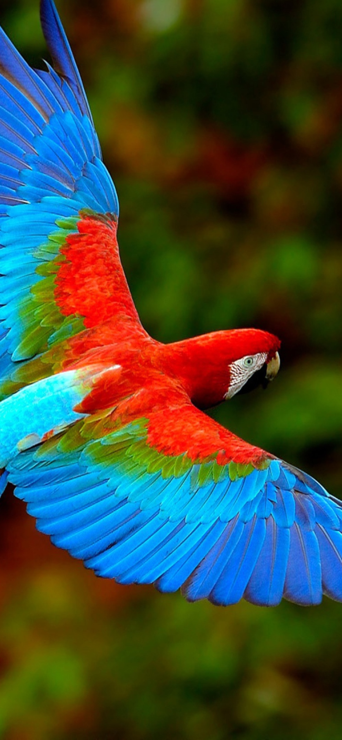 Parrot iPhone Wallpapers Wallpaper Cave